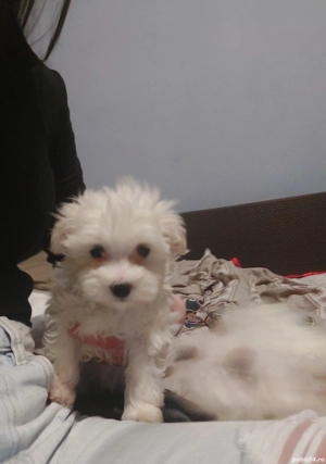 Pui bichon maltez - imagine 2