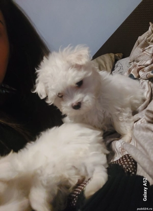 Pui bichon maltez - imagine 3