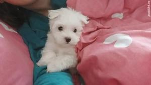 Pui bichon maltez - imagine 4