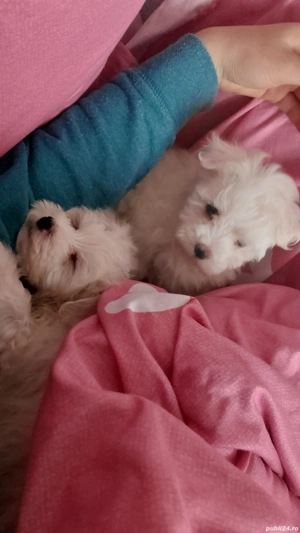 Pui bichon maltez - imagine 5