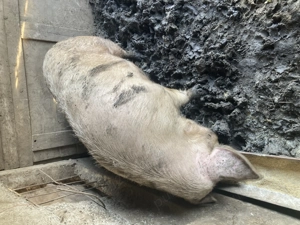 Scroafa de vanzare - imagine 2