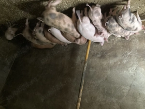 Purcei de vanzare.   - imagine 3