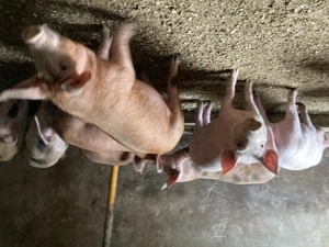 Purcei de vanzare.   - imagine 4