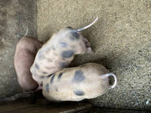 Purcei de vanzare.   - imagine 5