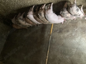 Purcei de vanzare.   - imagine 2