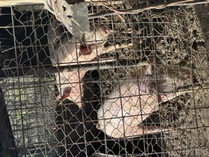 Porci de vânzare 18 lei kg - imagine 3