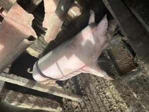 Porci de vânzare 18 lei kg