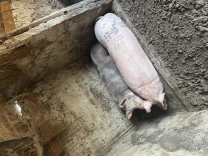 Porci de vânzare 18 lei kg - imagine 4