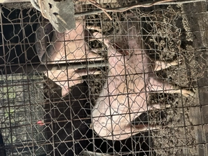 Porci de vânzare 18 lei kg - imagine 2