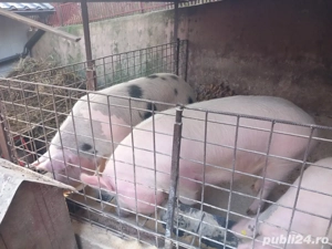 Porci de vanzare  - imagine 4