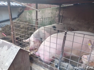 Porci de vanzare  - imagine 2