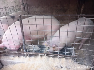 Porci de vanzare  - imagine 3