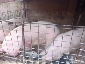 Porci de vanzare 