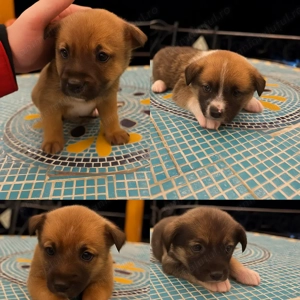 Dau spre adoptie 5 pui talie mică