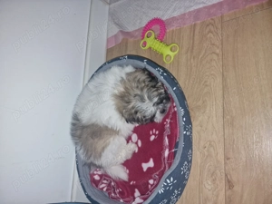 Shitzu de vanzare - imagine 2