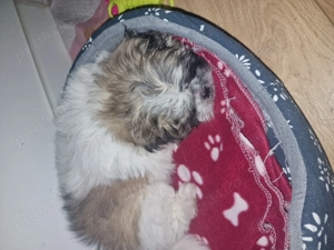 Shitzu de vanzare - imagine 3