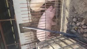 Vând 3 porci grași 