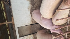 Vând 3 porci grași  - imagine 2