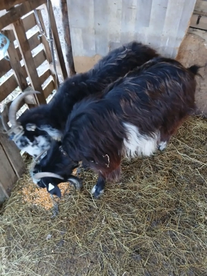 Capre bune de lapte gestante - imagine 4