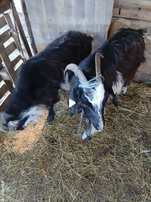 Capre bune de lapte gestante - imagine 5