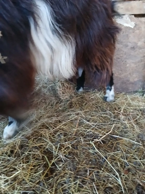 Capre bune de lapte gestante - imagine 2