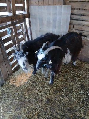 Capre bune de lapte gestante