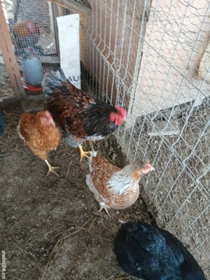 Gaini wiandote pereche  schimb - imagine 4