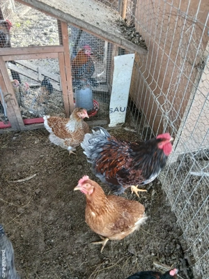 Gaini wiandote pereche  schimb - imagine 5