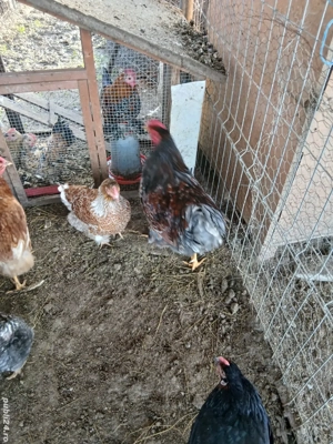 Gaini wiandote pereche  schimb - imagine 3