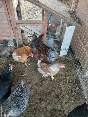 Gaini wiandote pereche  schimb - imagine 2