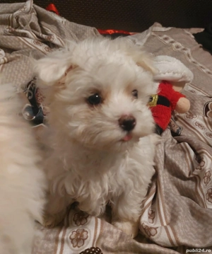 vând căței bichon  - imagine 3