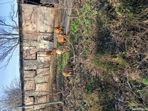 Purcei de rasa Mangalita  - imagine 2