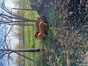 Purcei de rasa Mangalita  - imagine 4