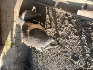 Vind porci Bazna pentru sacrificat 