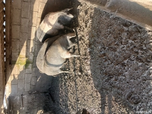 Vind porci Bazna pentru sacrificat  - imagine 2