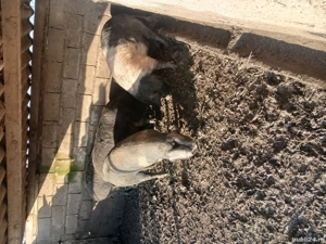 Vind porci Bazna pentru sacrificat  - imagine 3