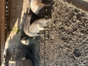 Vind porci Bazna pentru sacrificat  - imagine 4