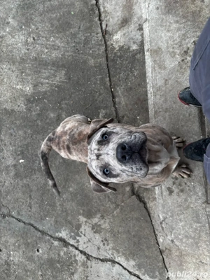 American Bully XL Merle-ABKC - linie de top - imagine 2