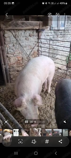 Vand porc pentru sacrificat marele alb cu landrace 15 lei kg in viu sau 20 taiat  - imagine 4