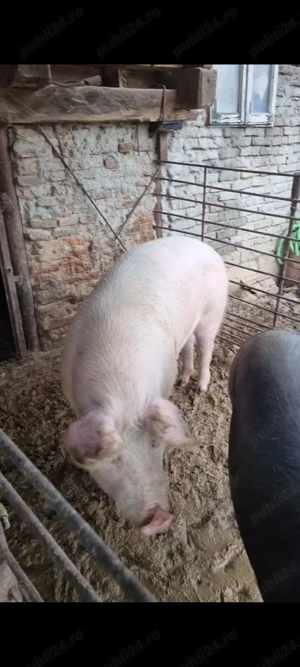 Vand porc pentru sacrificat marele alb cu landrace 15 lei kg in viu sau 20 taiat  - imagine 2