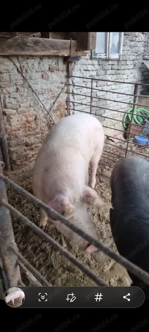 Vand porc pentru sacrificat marele alb cu landrace 15 lei kg in viu sau 20 taiat  - imagine 3