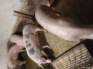 porc de vanzare