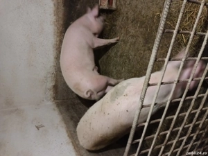 porc de vânzare 
