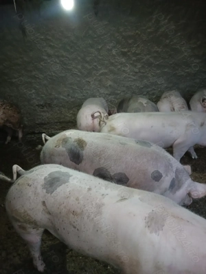 Porci de vânzare 