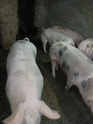 Porci de vânzare  - imagine 2