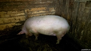 Porc de vânzare  - imagine 2