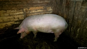 Porc de vânzare 