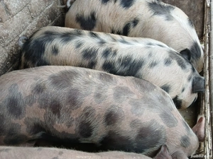 Porci de vânzare  - imagine 2