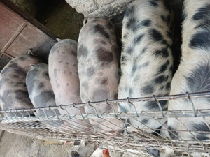 Porci de vânzare  - imagine 4