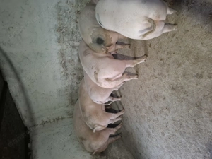 Vindem porci de carne - imagine 2